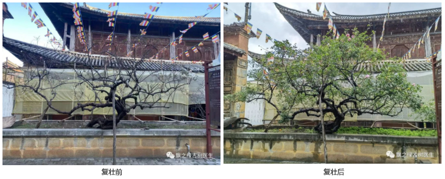 古树复壮 水目山下庵寺—明代月季(2株)