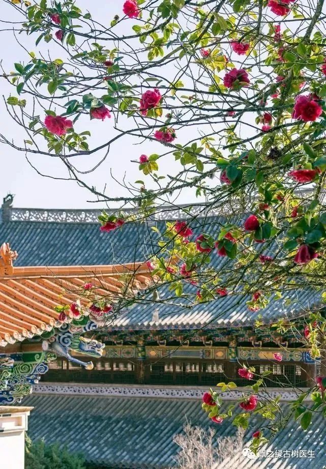 名木古树保护