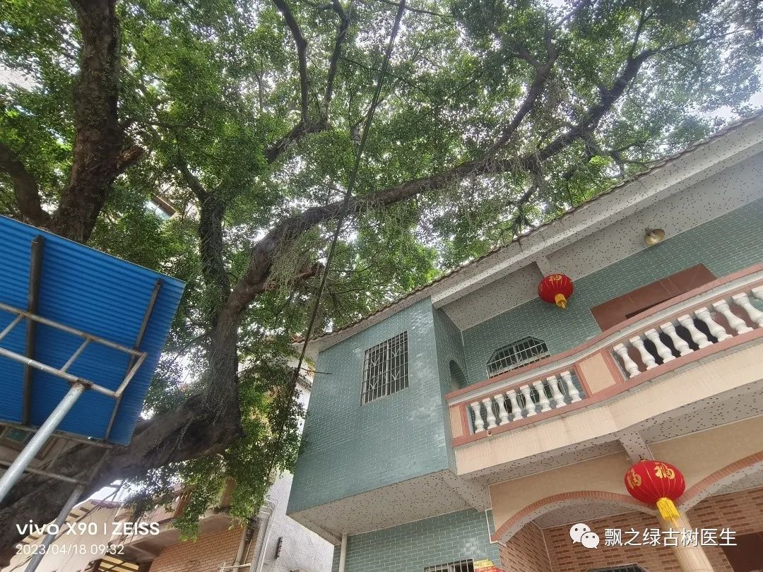 知法爱树,守护乡愁 (9)