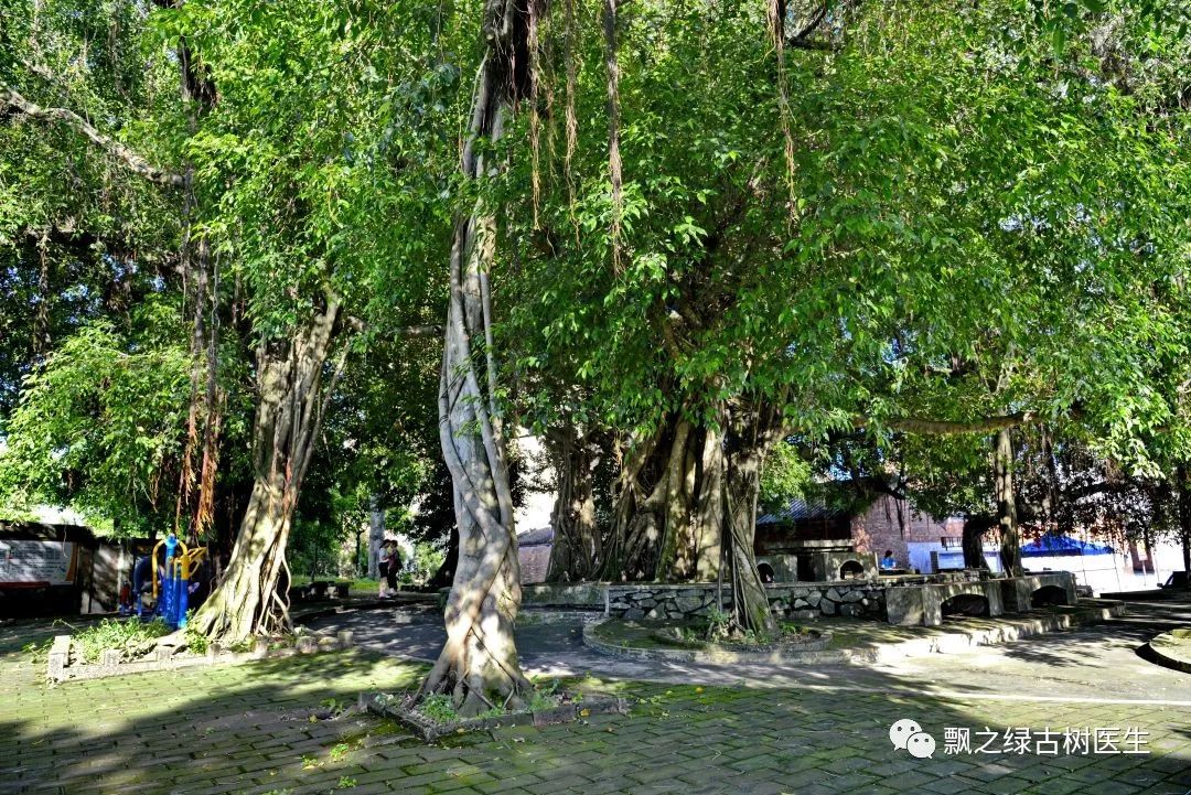 知法爱树,守护乡愁 (6)