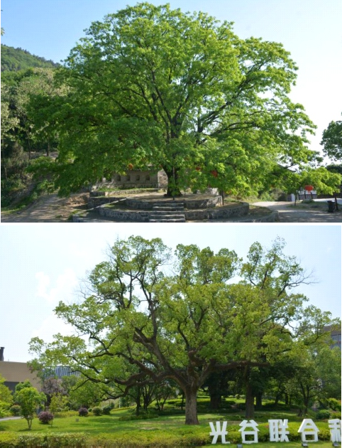 12湖北省黄石市古树名木资源普查建档项目2
