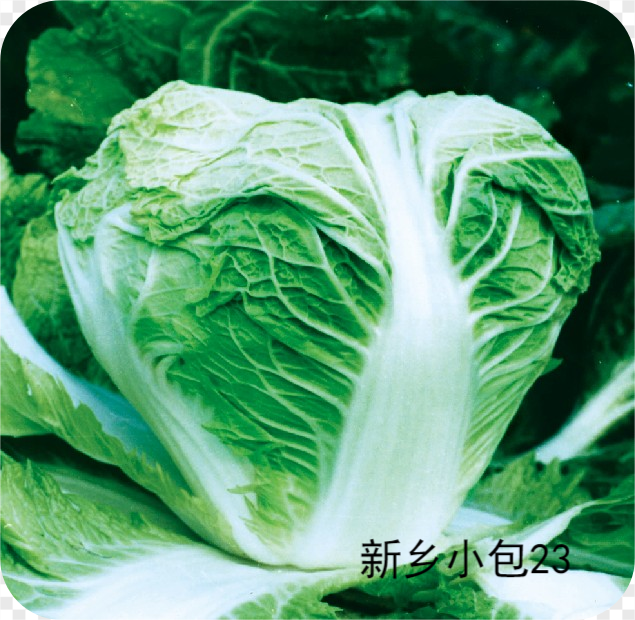 新乡小包23