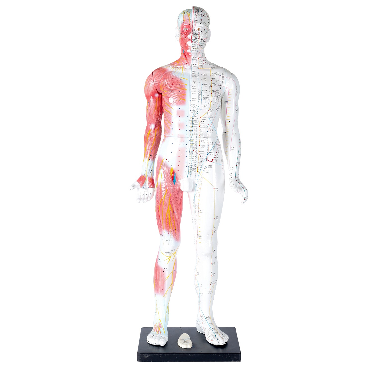 Half-side Muscle Full-body Acupoint Model