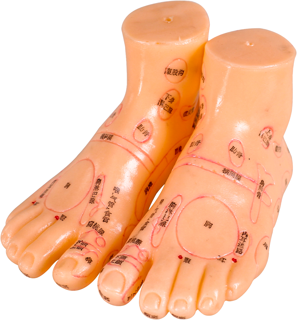 Foot Acupoint Model