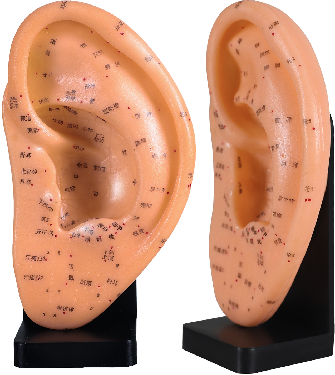 Ear Acupoint Model（With Base）