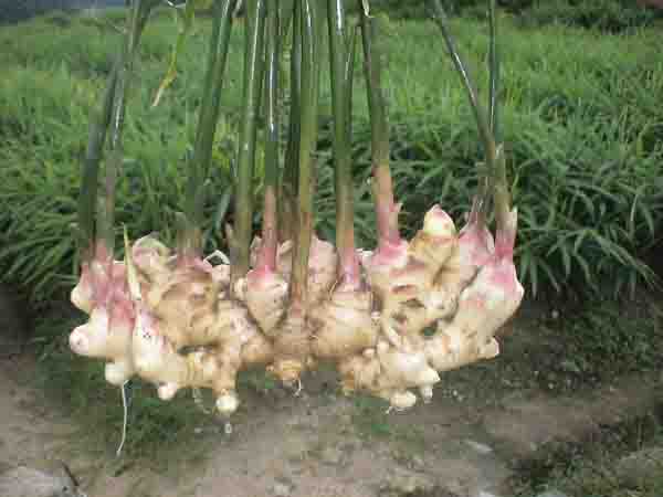 生姜