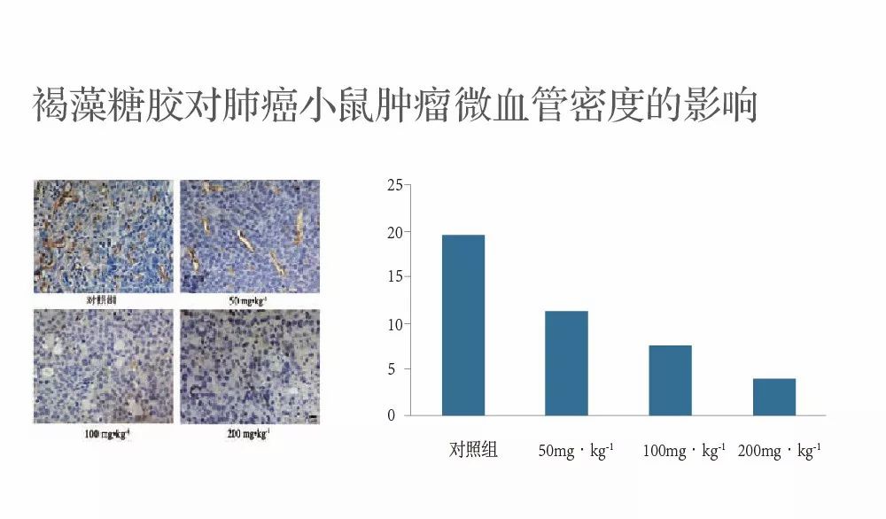 褐藻糖胶具有抑制肺癌肿瘤生长的作用2