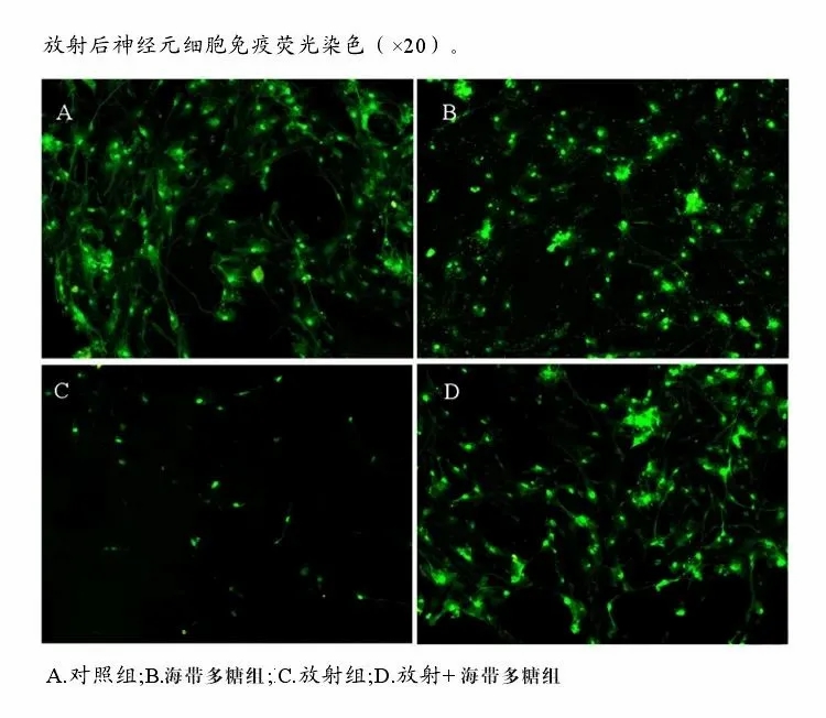 褐藻糖胶可有效改善放化疗副作用8