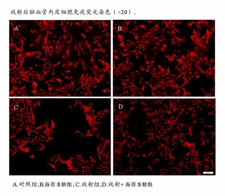 褐藻糖胶可有效改善放化疗副作用10