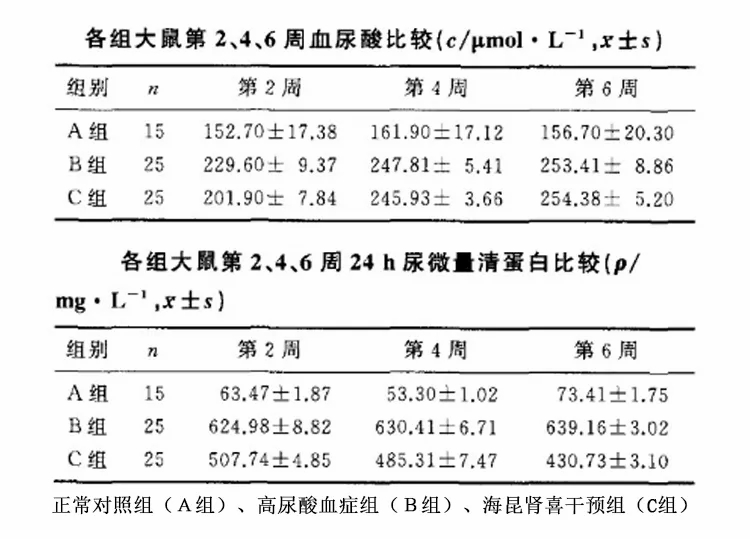 褐藻糖胶可有效减轻尿酸性肾病损害5