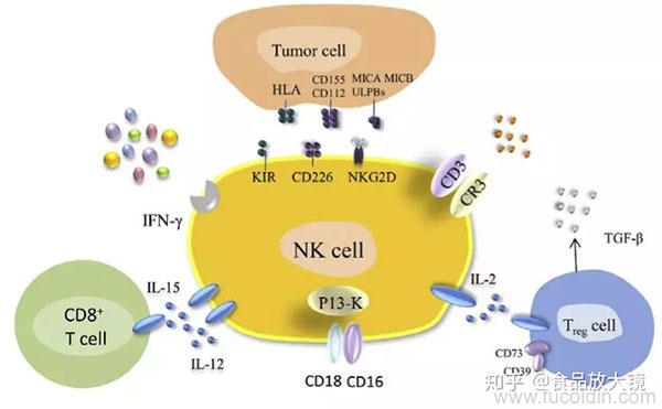 硫化多糖激活NK细胞的相关信号通路