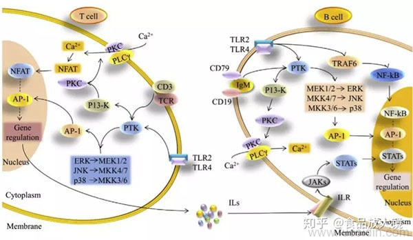 硫化多糖激活T/B淋巴细胞的相关信号通路