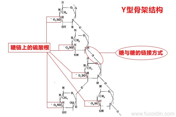 岩藻多糖功效决定性因素