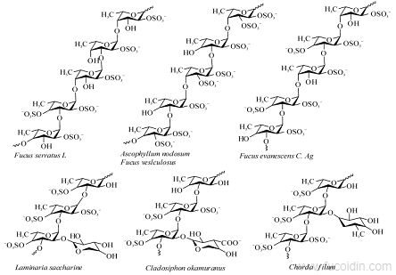 岩藻多糖骨架结构