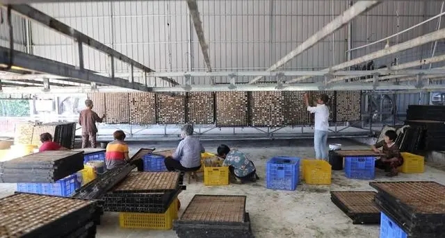 湖南宁远：桑蚕种养助增收 织出群众致富路