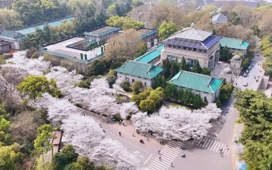 Cherry Blossom at Wuhan University