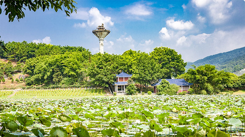 6园区春色，芙蓉池、盘龙柱景观800