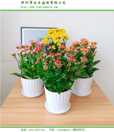 办公室花卉租摆好处 花卉租赁的种植方法