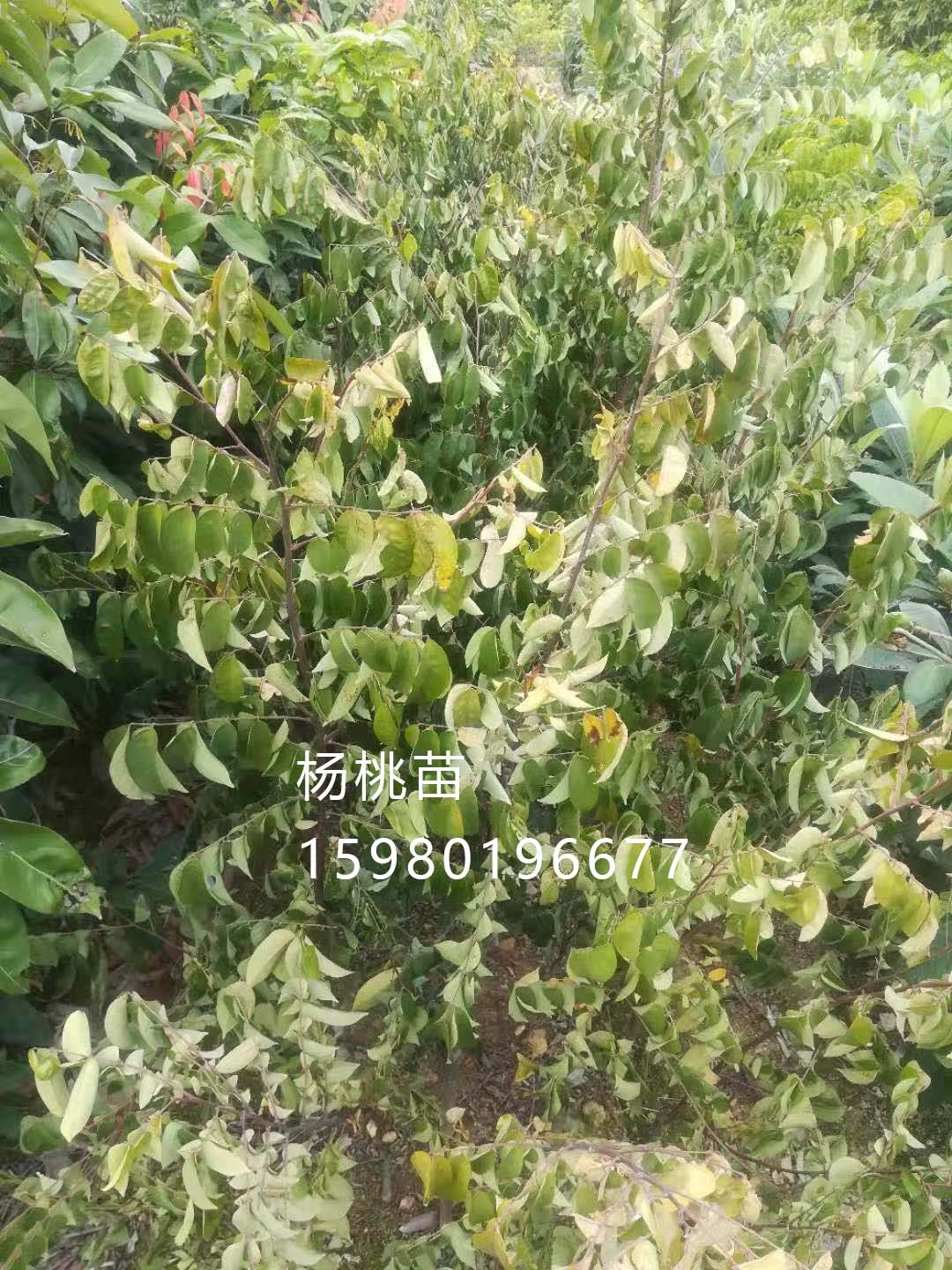15815035966652c65ea3adbd23a2c