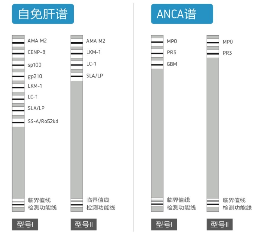 抗核抗体普检测试剂盒（条带酶免分析法）