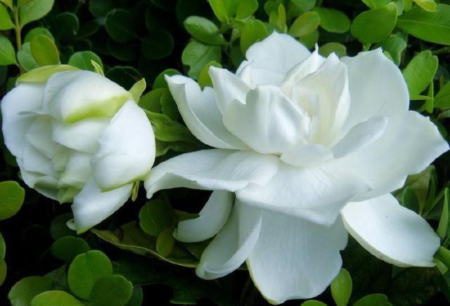 栀子花