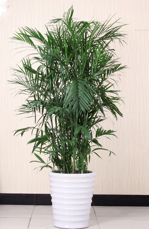 夏威夷椰子