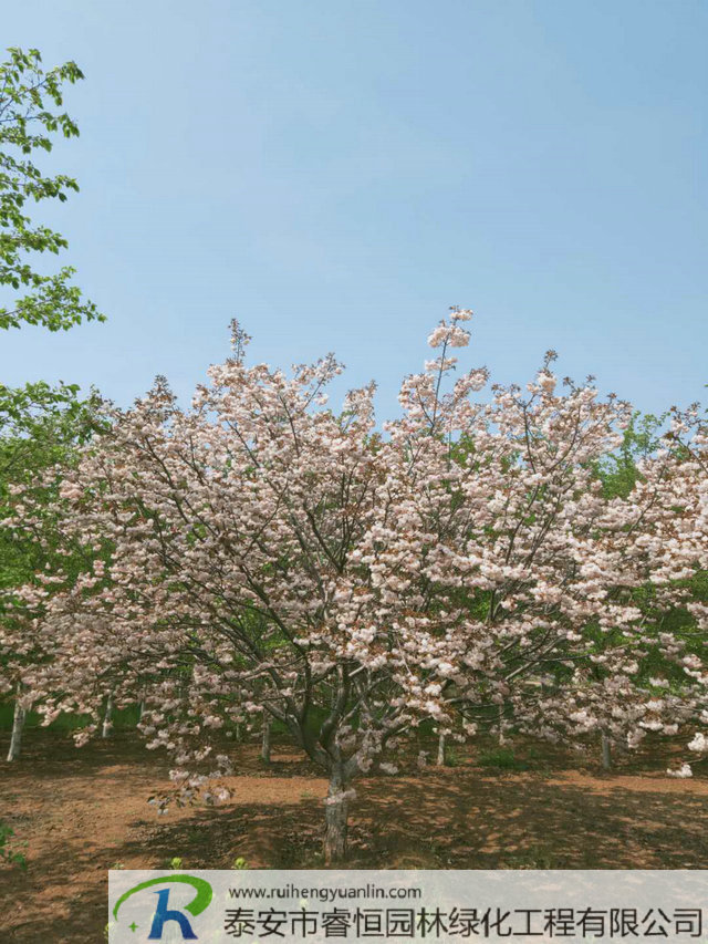4651587028716_.pic