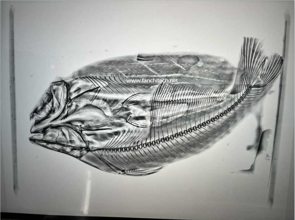 Fanchi X-ray Inspection System Designed for Fishery Industry