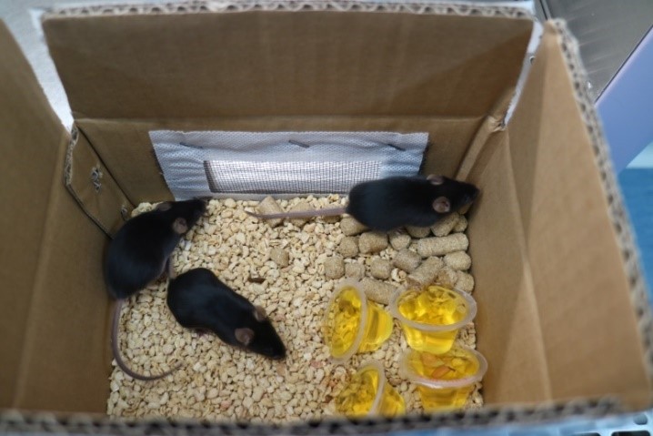 专业实验动物小鼠运输公司