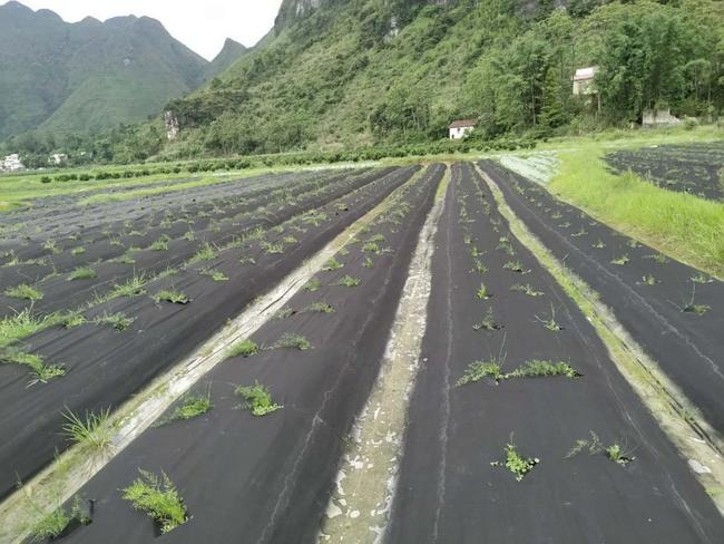 防草布