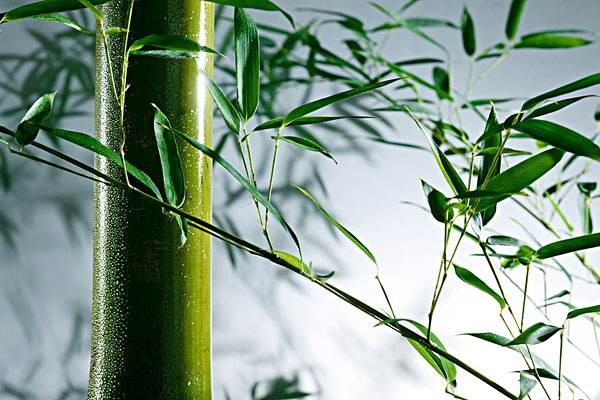 竹纤维卫生巾