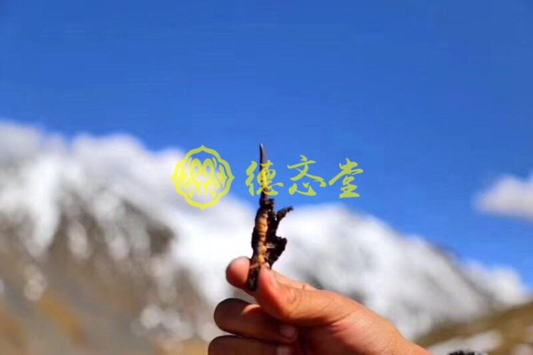 西藏那曲冬虫夏草 每克2条、3条、4条，正宗野生 年货送礼