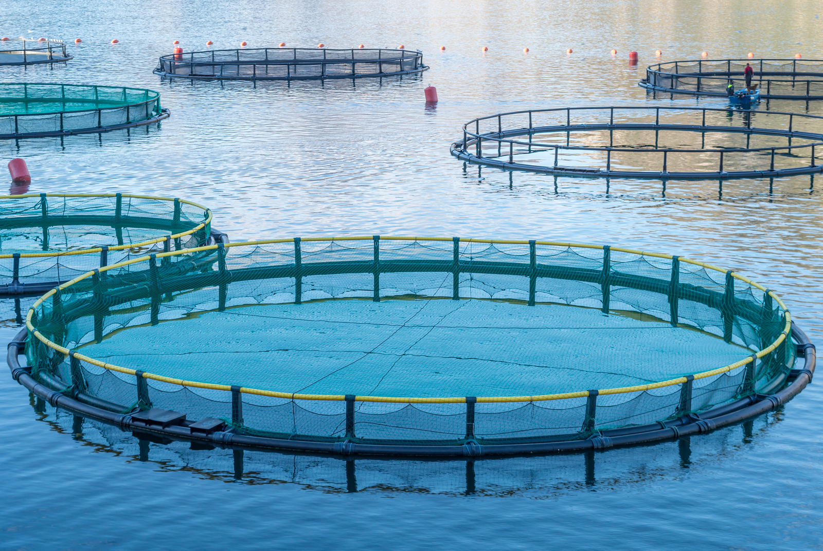 Shrimp farm mesh