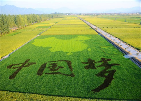东旭农业种植专业合作社