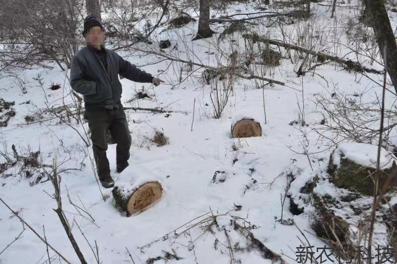 因缺烧柴盗伐林木  最终难逃恢恢法网