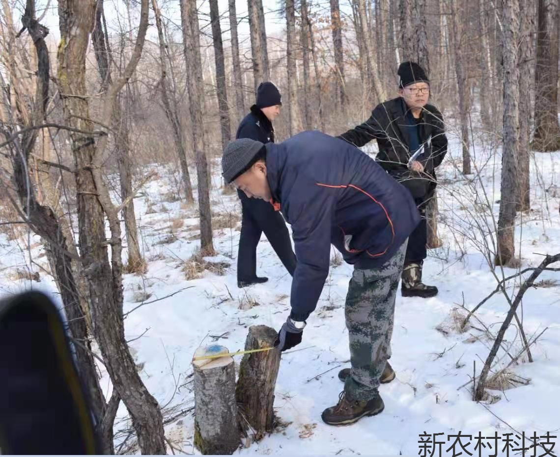 林区马某整烧柴摊上事