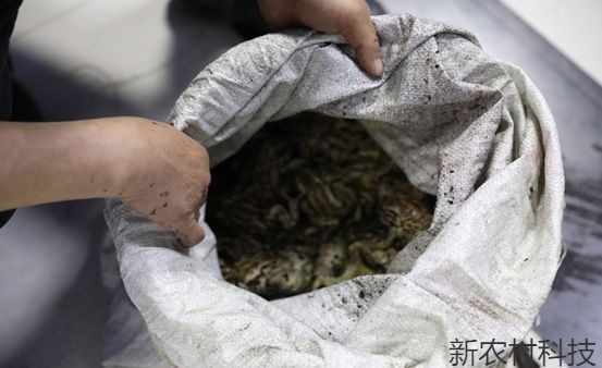 非法猎捕“中华蟾蜍”被抓获