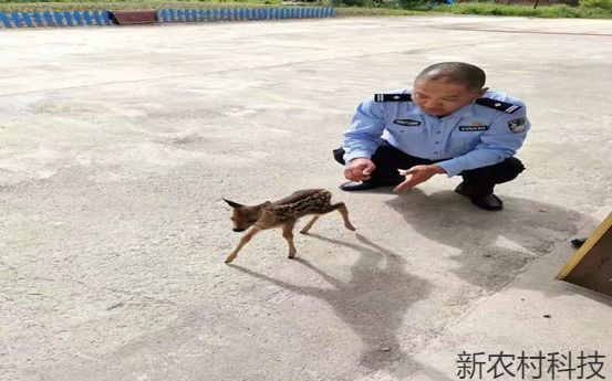 东北神兽吃饱喝足回归山林