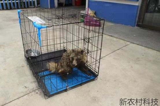 野生动物貉落难田间 动保部门联手救助
