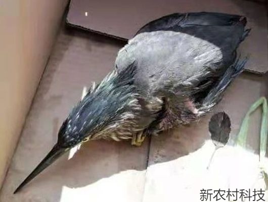 白河森林公安  救助一只国家“三有”野生保护动...