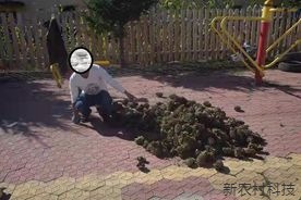 5名男女盗窃红松塔  被天桥岭森林公安分局抓获