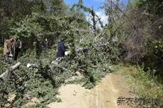 倒树阻断通行路 警民联手保畅通