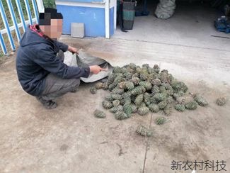漠视法规盗窃松塔  民警设卡检查现原形