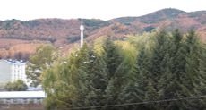 天桥岭惊现喜鹊闹秋  居民称报喜来了