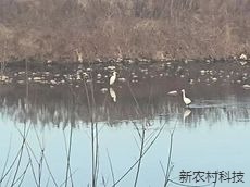 “白雪公主”  在吉林天桥岭嘎呀河畔翩翩起舞