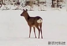 “东北神兽”雪中觅食  小步伐治愈人心