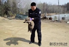 一丘之“貉”受伤  警民合力救助