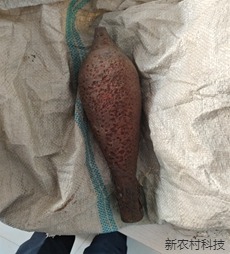 男子放牛捡到炮弹主动上缴