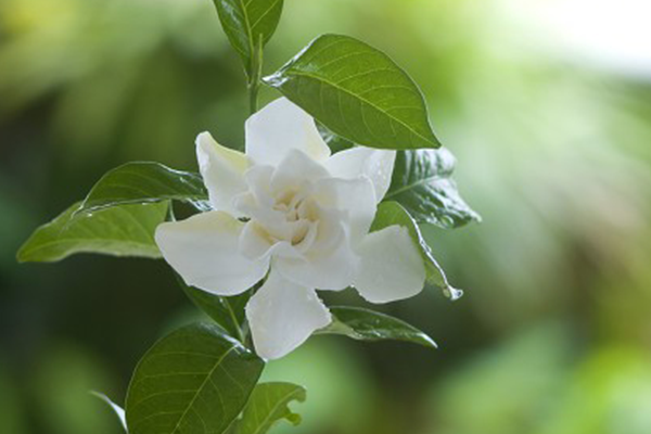 Gardenia fragrance