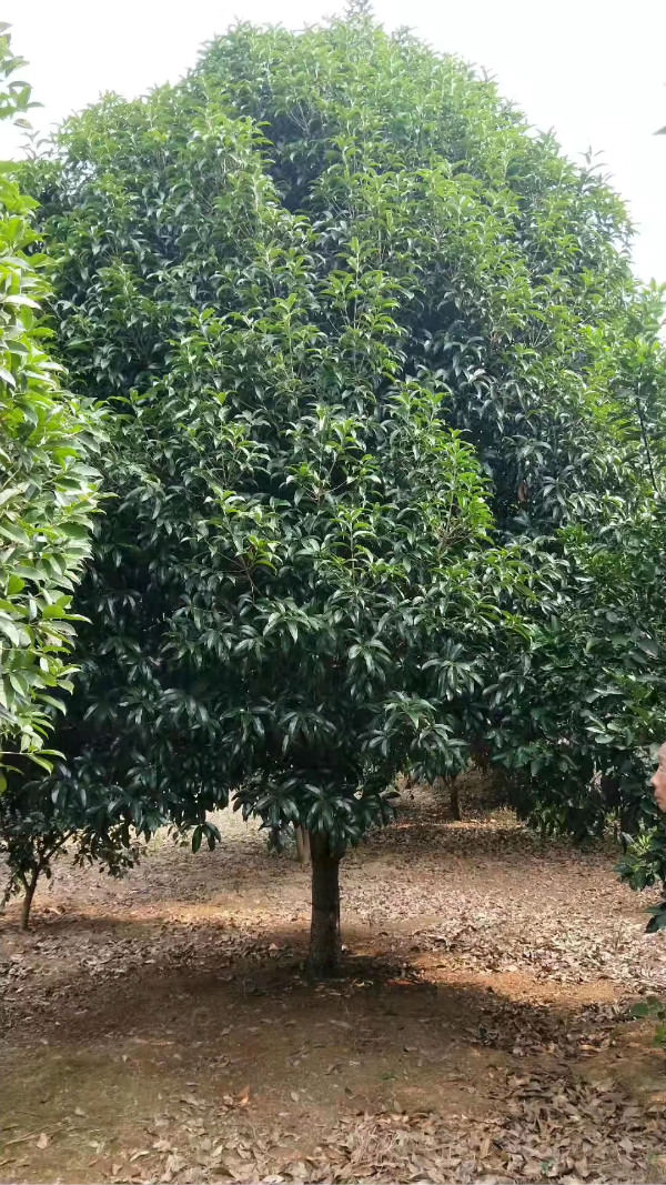 10公分桂花树